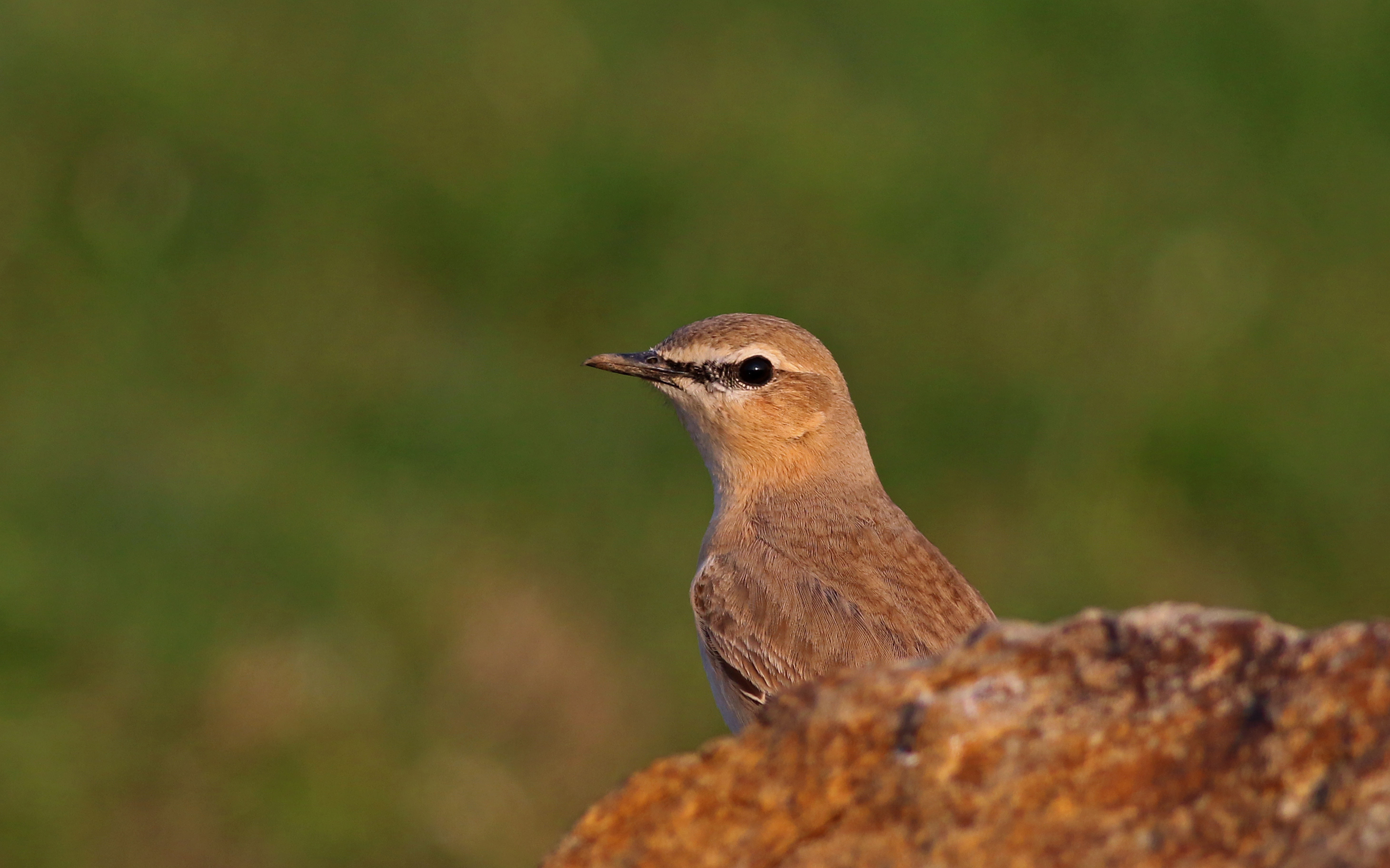 Isabelline Wheatear